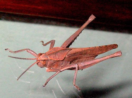 Xyleus sp.
